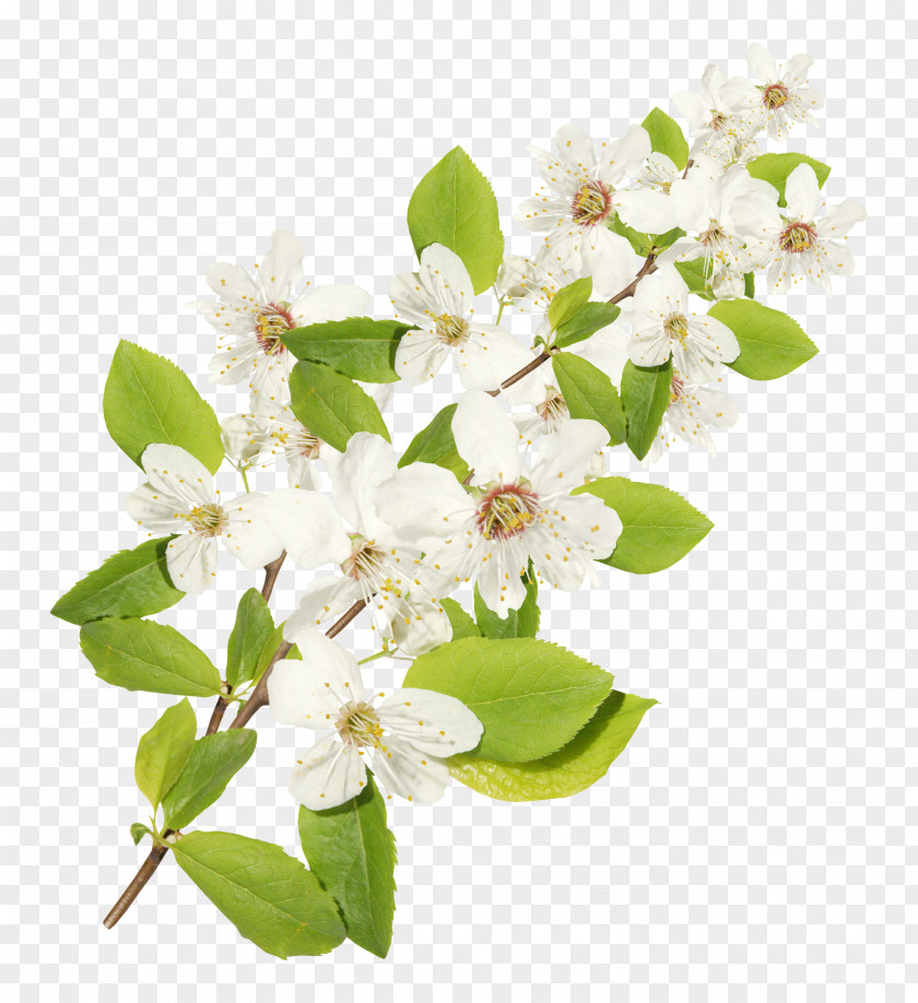 Branch Flower Montale Paris Montal' Abeka PNG