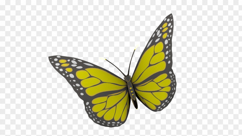 Butterfly Monarch Brush-footed Butterflies Pieridae Narrowleaf Milkweed PNG