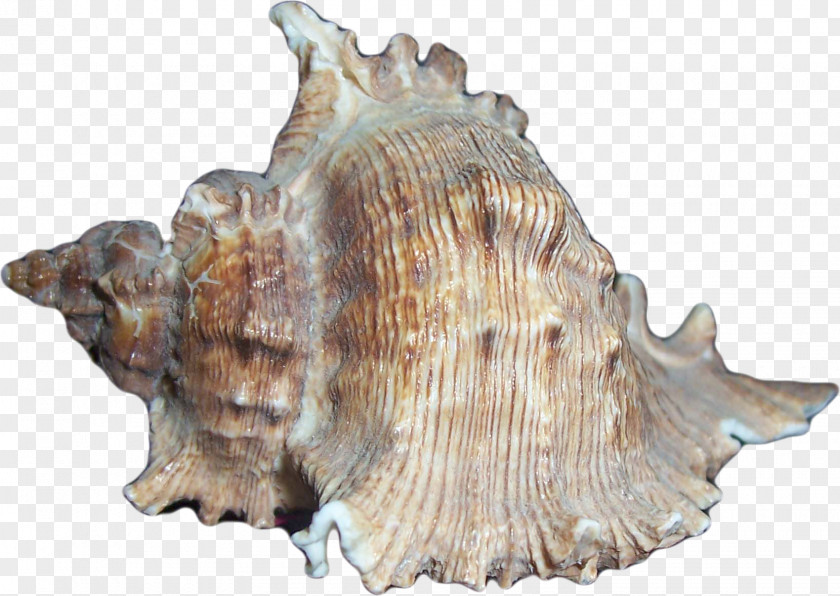 Creative Pattern Conch Seashell Sea Snail PNG