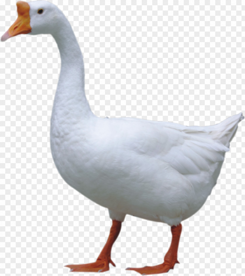 Big White Goose Duck Domestic Jintan District PNG