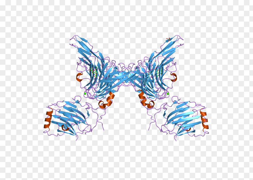 Butterfly GAS6 AXL Receptor Tyrosine Kinase PNG