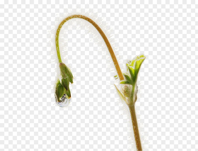 Drops For Plants Garden Scorpion Grasses Plant Stem Flower PNG
