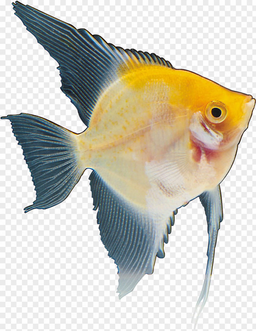 Fish Marine Biology Yellow Red Tail PNG