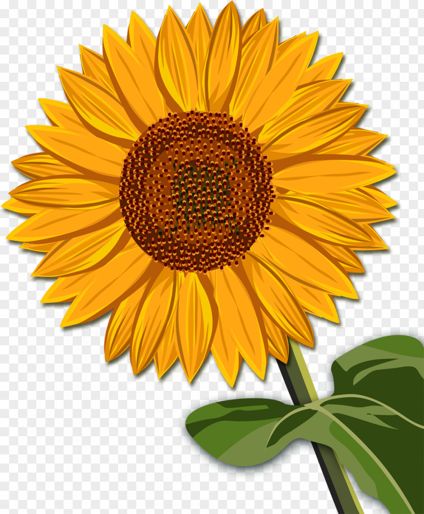 Sunflower Sales Business Advertising Service Stock Photography PNG
