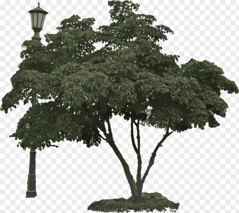 Tree Light Bonsai Branching PNG
