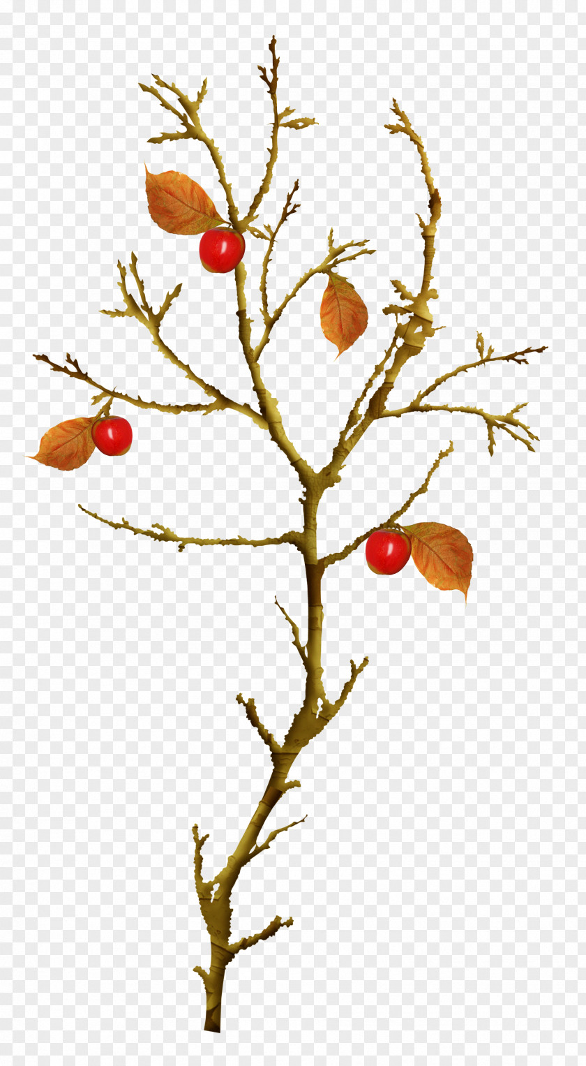 Beautiful Apple Tree Autumn Leaves Twig Clip Art PNG