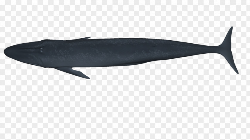 Dolphin Porpoise Whale Marine Biology Fauna PNG