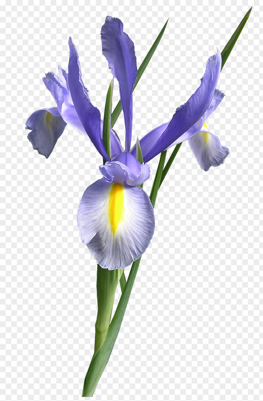 Iris Cut Flowers Versicolor PNG