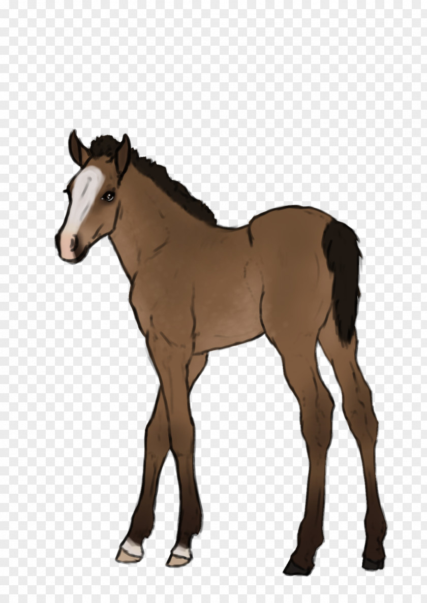 Mustang Foal Stallion Rein Mare PNG