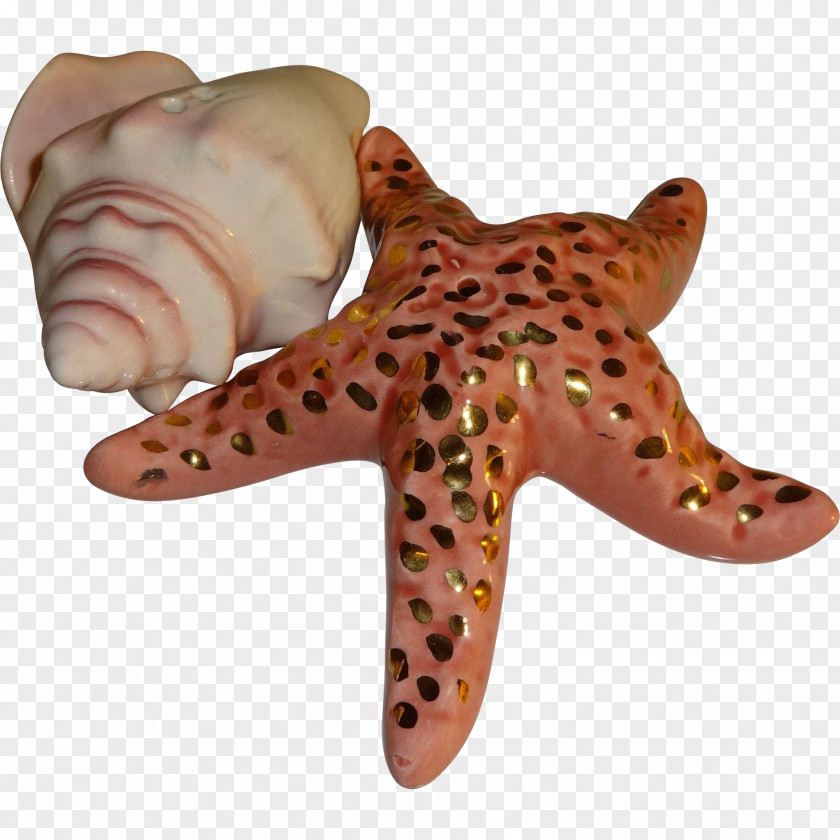 Seashells Marine Invertebrates Starfish Echinoderm Animal PNG