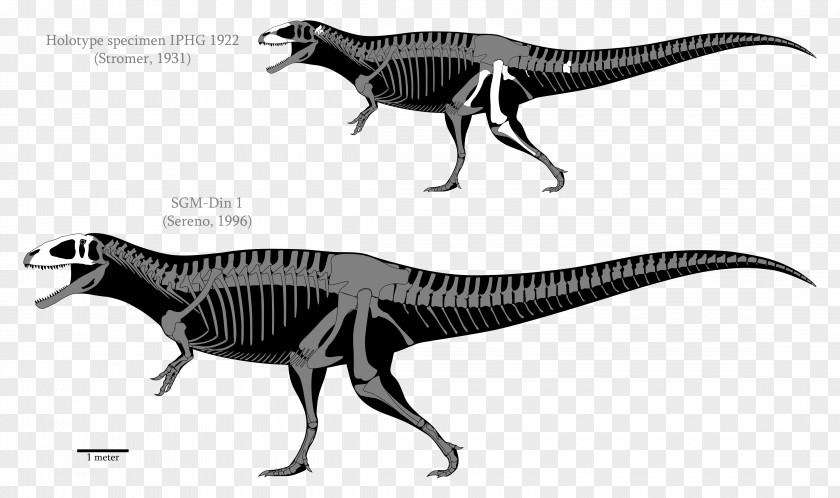 Skeleton Carcharodontosaurus Acrocanthosaurus Tyrannosaurus Spinosaurus Yangchuanosaurus PNG
