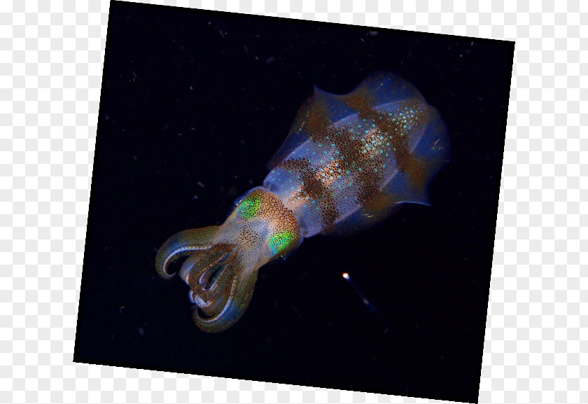 Space Marine Biology Fish PNG