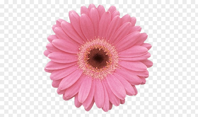 Flower Transvaal Daisy Common Pink Flowers Floral Design PNG