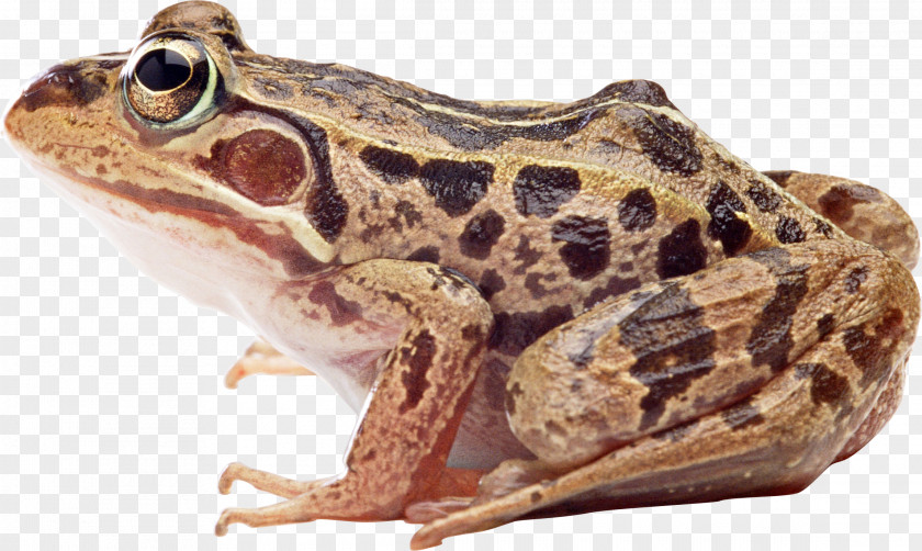 Frog True American Bullfrog Domestic Pig PNG