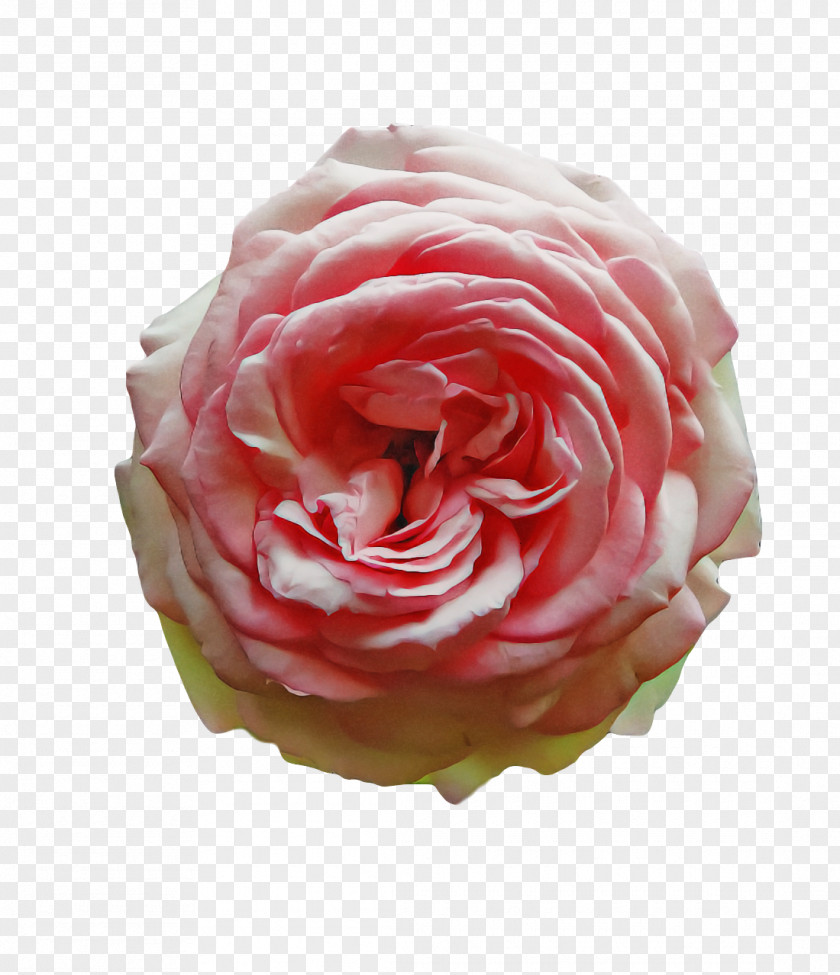 Garden Roses PNG