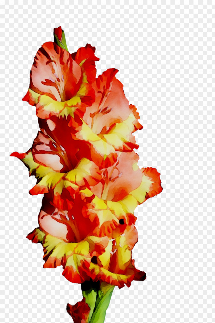 Gladiolus Cut Flowers Floral Design Plant Stem PNG