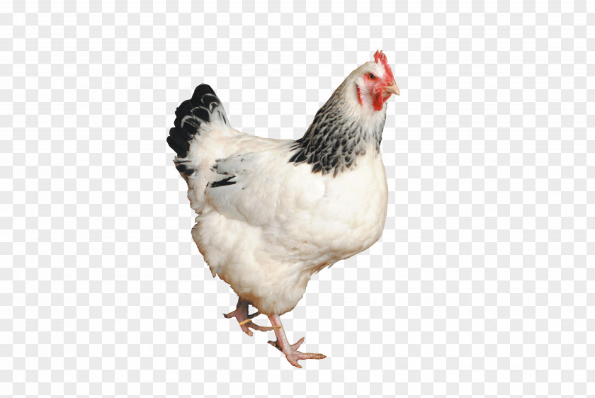 Rooster Sussex Chicken Hen Poultry Food PNG