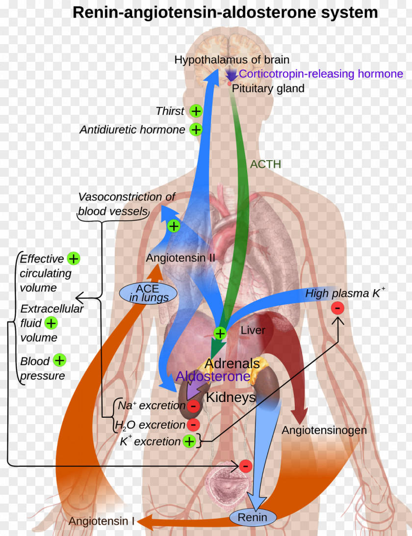 Adrenocorticotropic Hormone Angiotensin-converting Enzyme Renin–angiotensin System ACE Inhibitor PNG