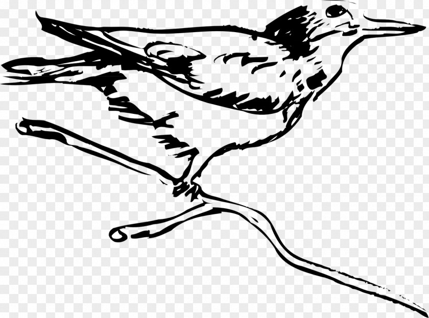 Bird Drawing Coloring Book Image Coucou PNG
