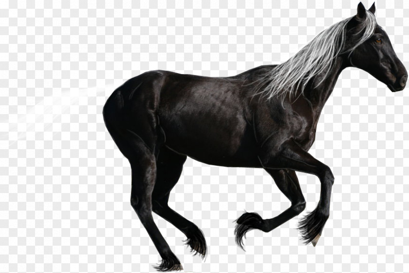 Dark Horse Canadian Standardbred Arabian Breyer Animal Creations Stallion PNG
