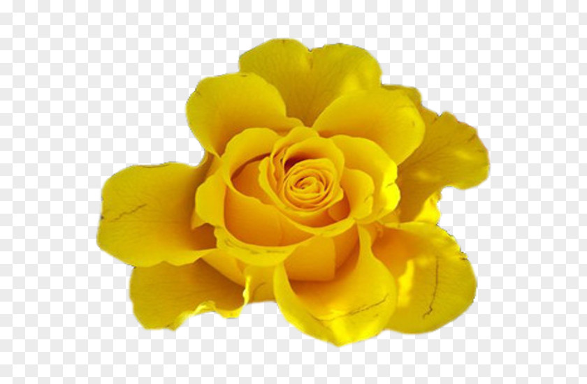 Flower Yellow Cut Flowers Rose Blue PNG