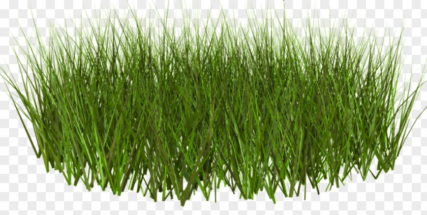 Pasture Clipart Lawn Grass Weed Clip Art PNG
