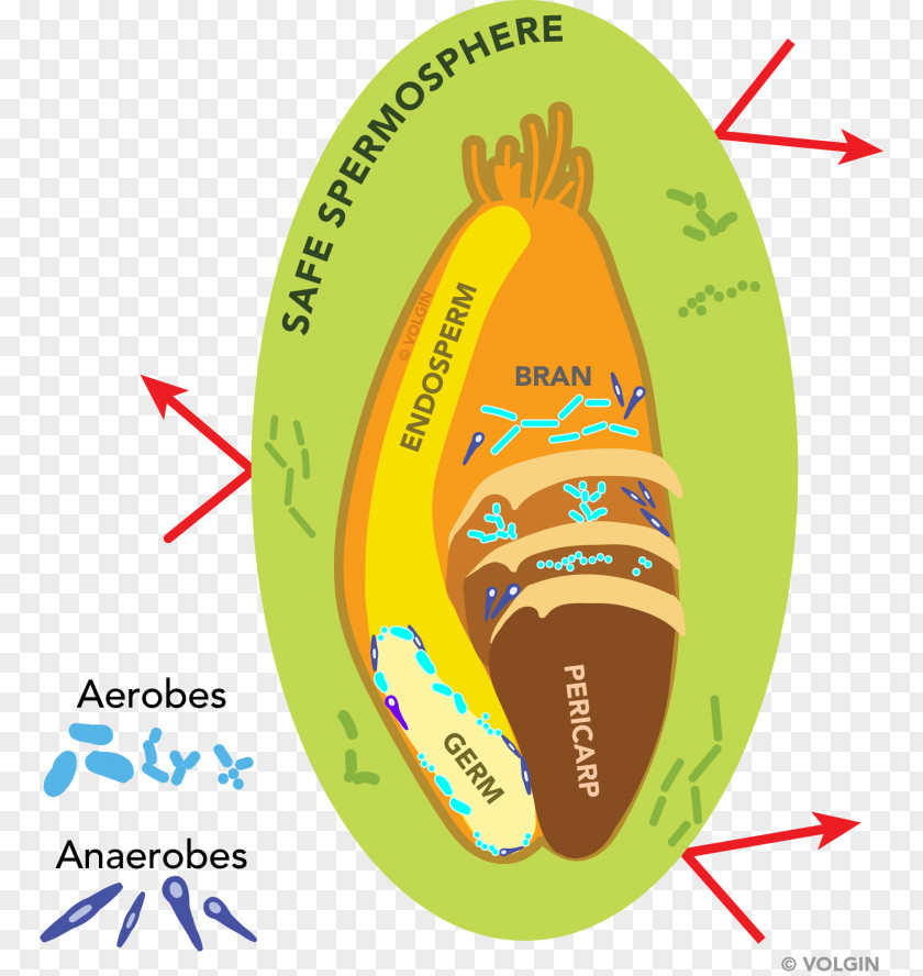 Pathogenic Bacteria Pathogen Gut Flora Human Microbiota PNG