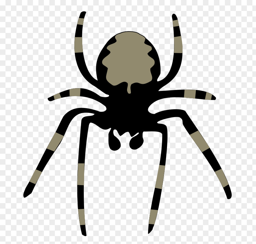 Vector Spider Web Free Content Website Clip Art PNG