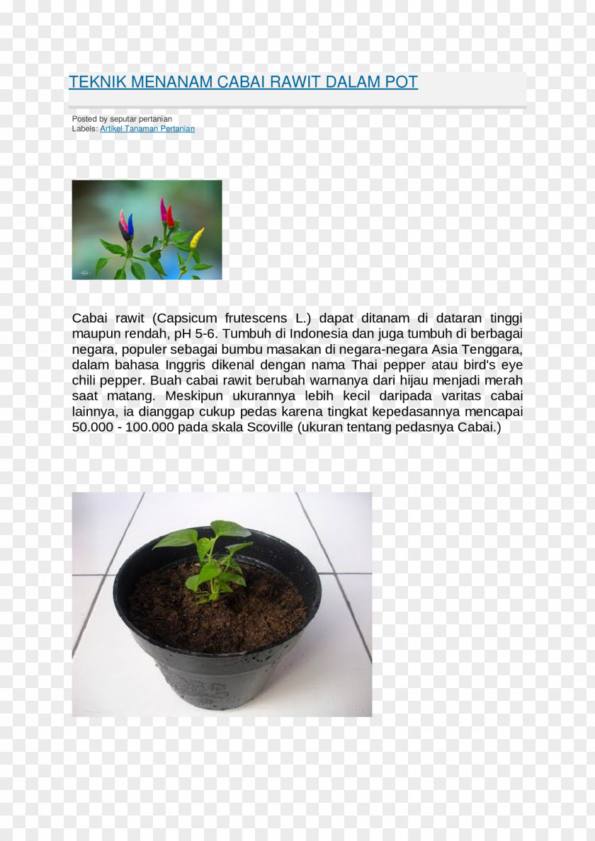 Design Flowerpot Herb Houseplant PNG