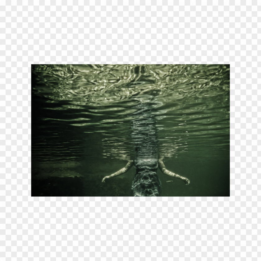 Fragile Water Resources Fauna Organism Stock Photography PNG