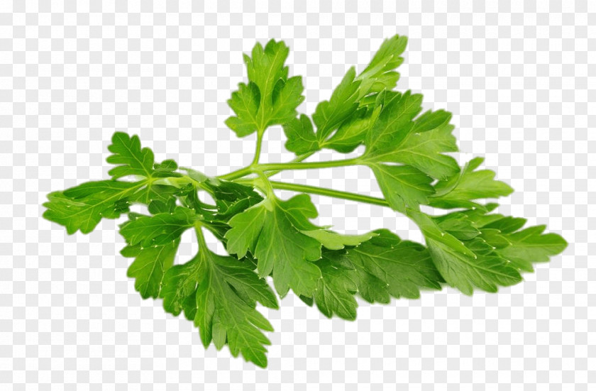 Herb Chervil Parsley Food Vegetable PNG