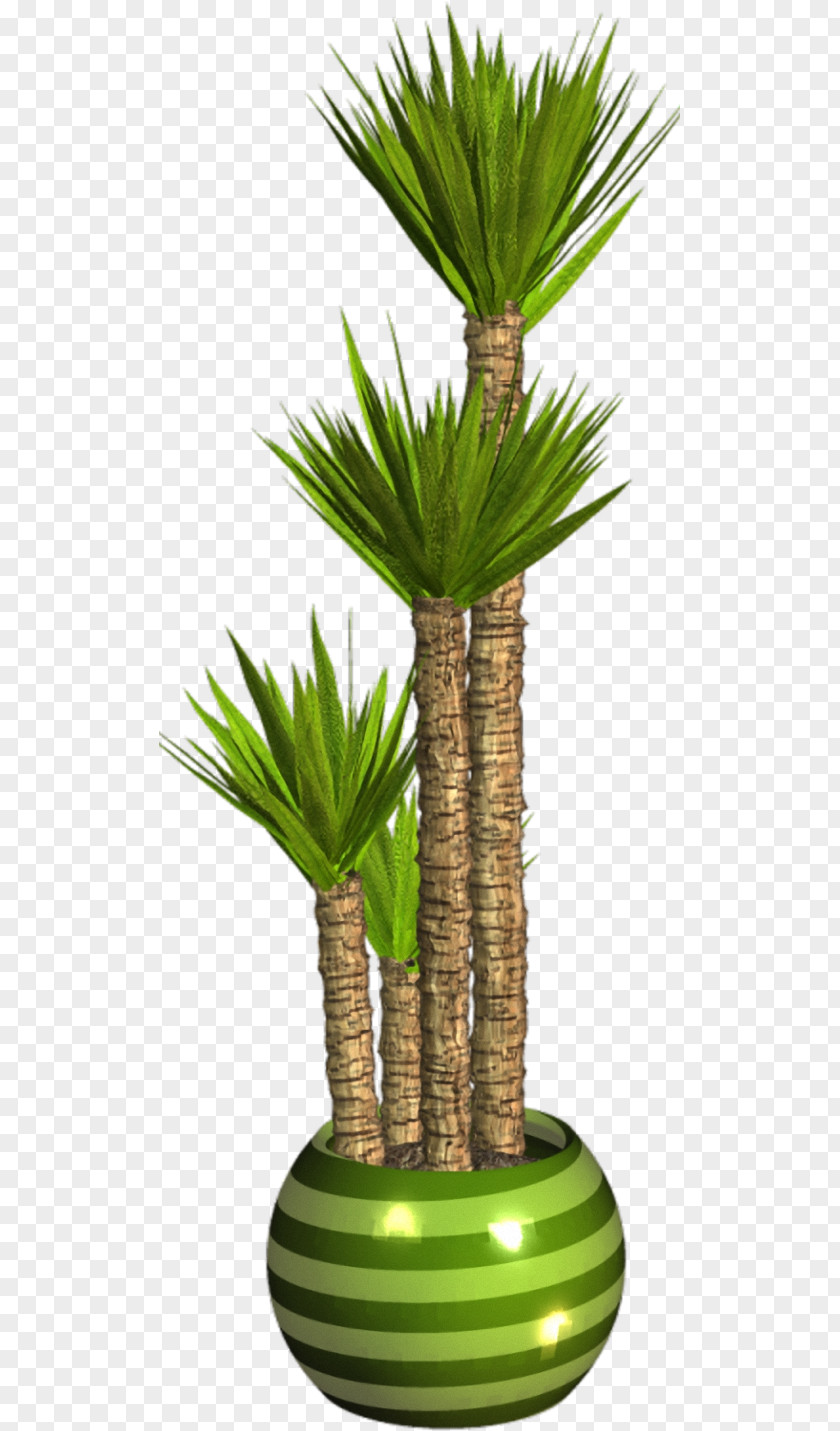 Plants Asian Palmyra Palm Flowerpot Trees Houseplant PNG
