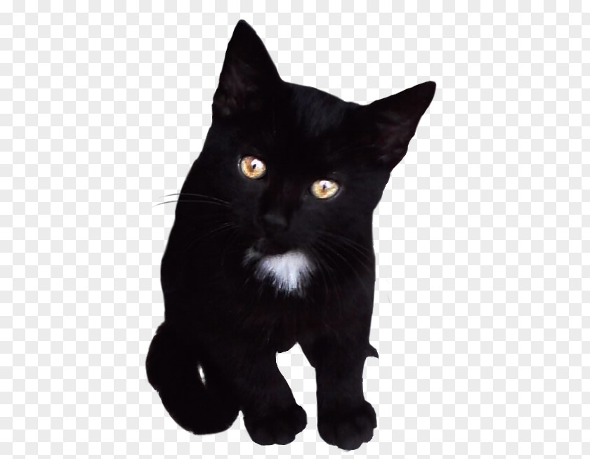 Post Malone Bombay Cat Black American Wirehair Kitten Domestic Short-haired PNG