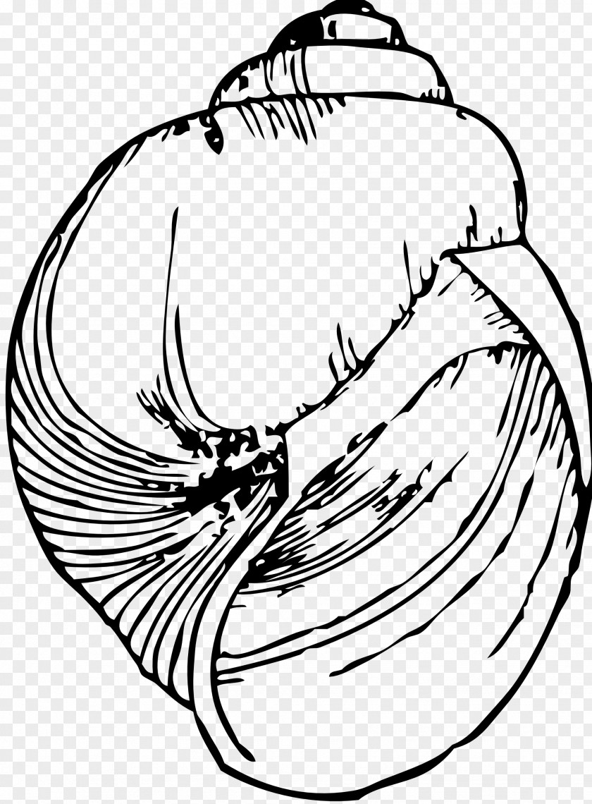 Seashells Drawing Seashell Line Art Gastropod Shell Clip PNG