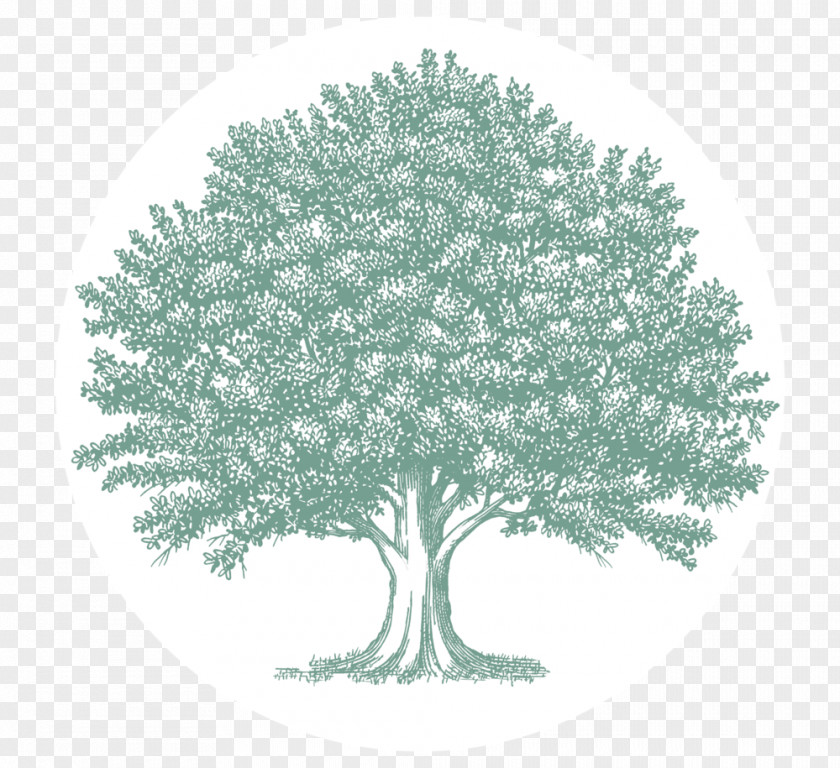 Tree Oak Drawing Clip Art PNG