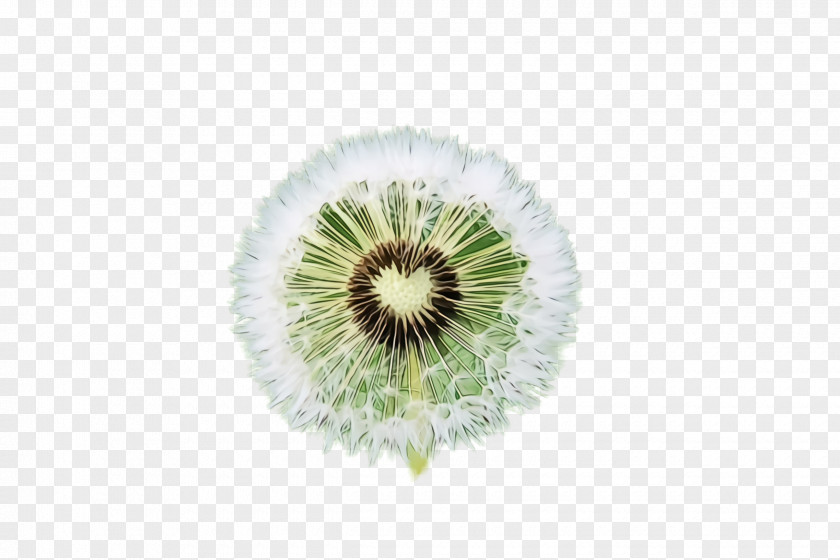 Wildflower Kiwifruit Green Dandelion Plant Flower PNG