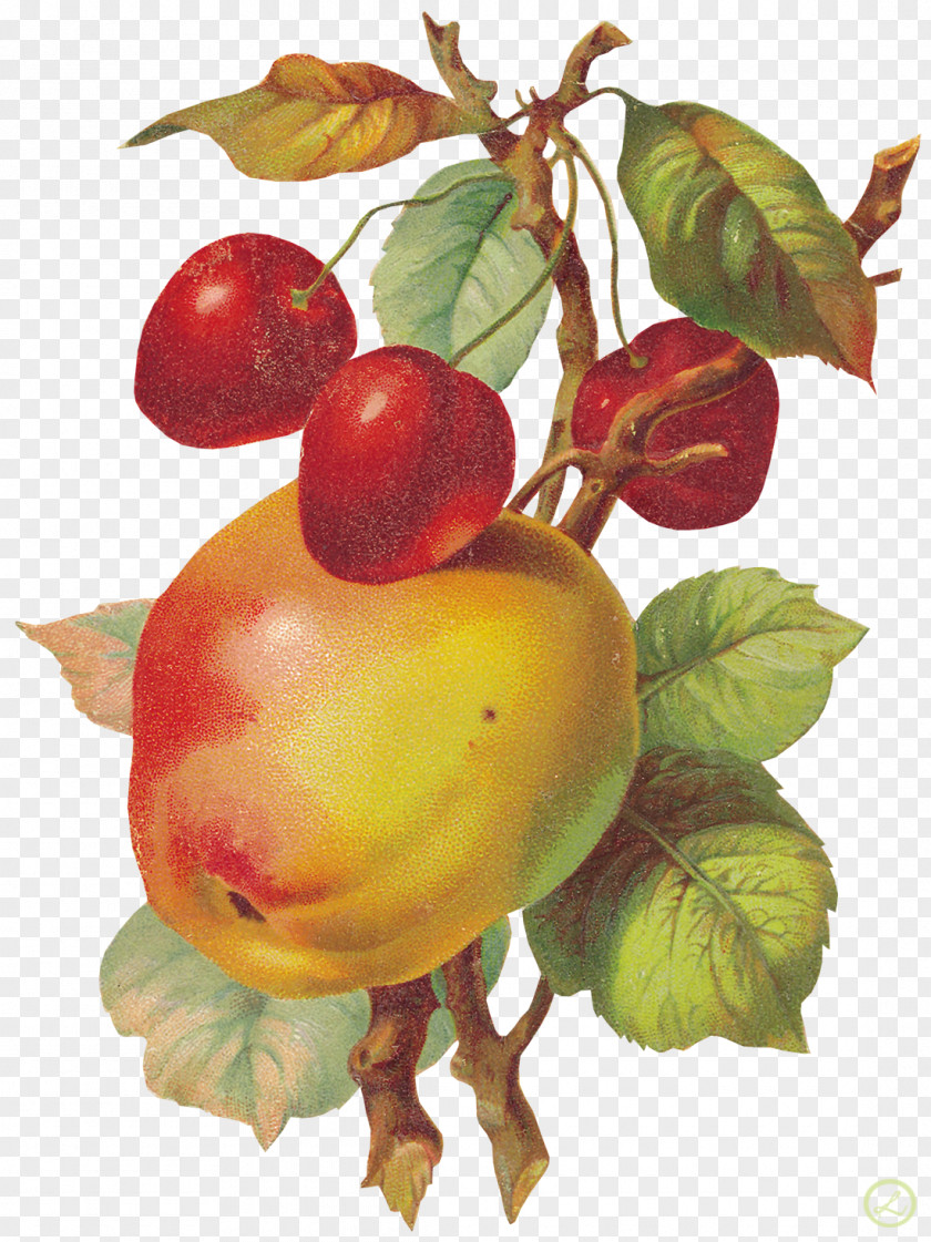 Apple Fruit Painting Clip Art PNG