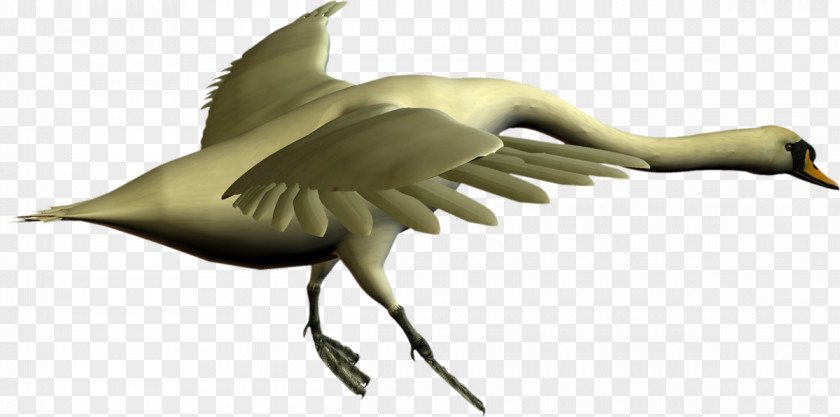 Bird Beak Cygnini Crane Goose PNG