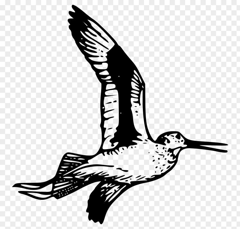 Bird Crane Feather Clip Art PNG