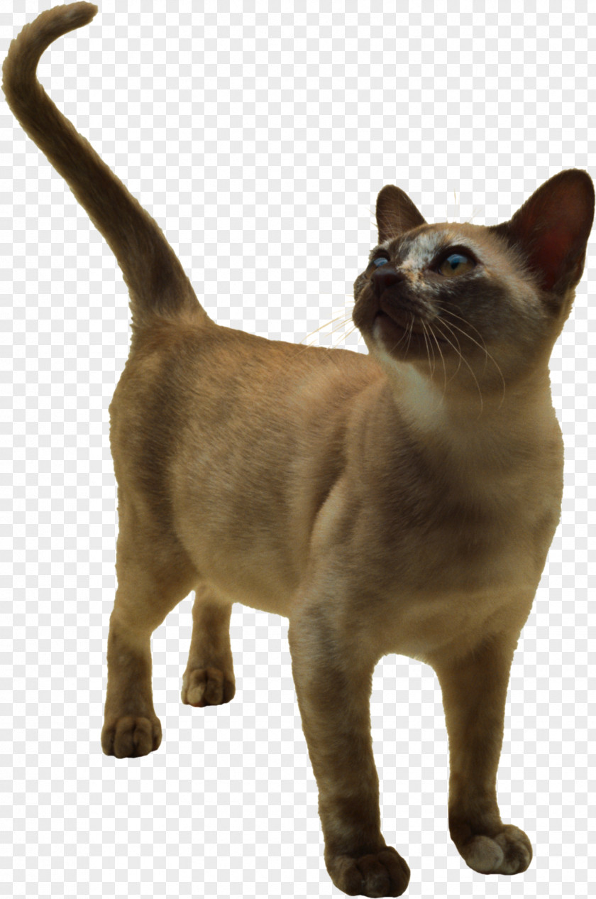 Cats Burmese Cat Siamese Chartreux Animal Kitten PNG