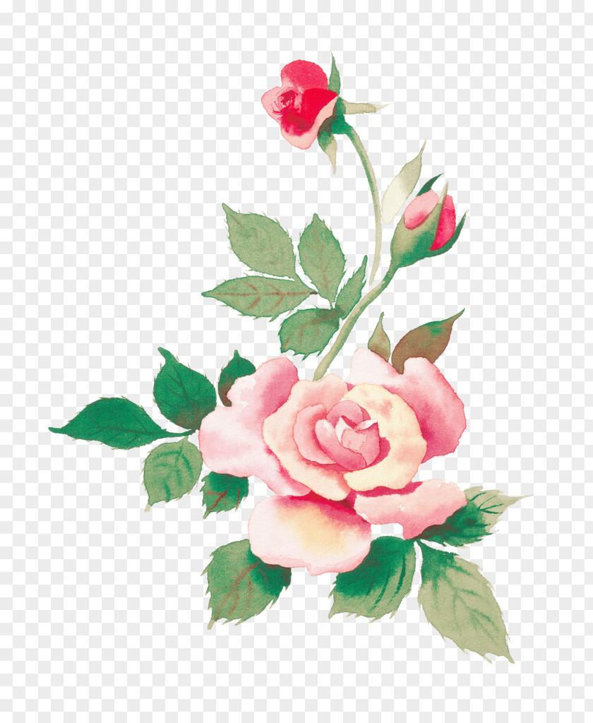 Flower Beach Rose Watercolor Painting Pink PNG