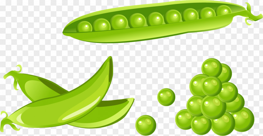 Green Pea Vector Graphics Illustration Clip Art Image PNG