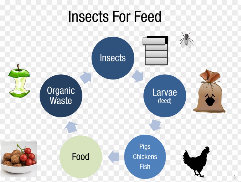 Insect Farming Business Management Food PNG