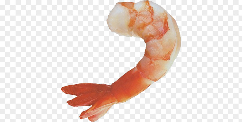 Shrimps PNG clipart PNG