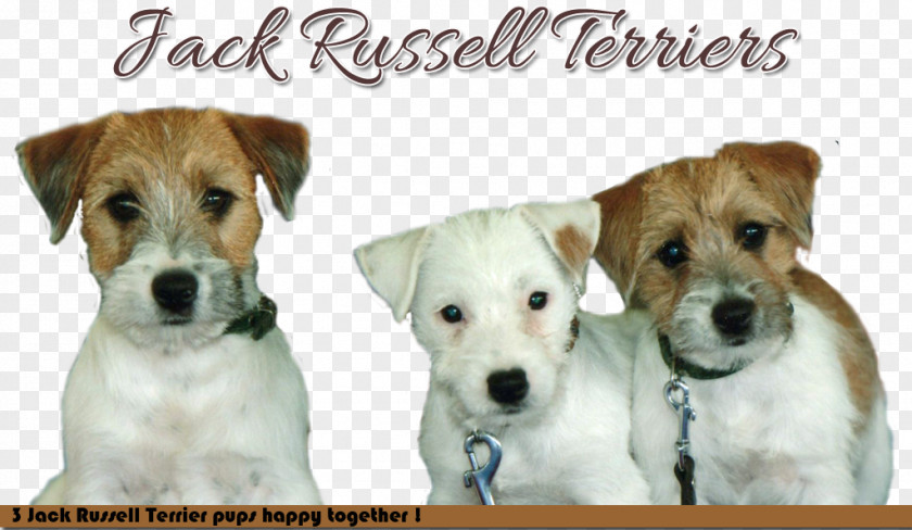 Jack Russel Russell Terrier Parson Dog Breed Companion PNG