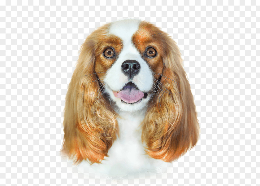 Oil Pet Cavalier King Charles Spaniel Hair Conditioner Shampoo Argan Dog Breed PNG