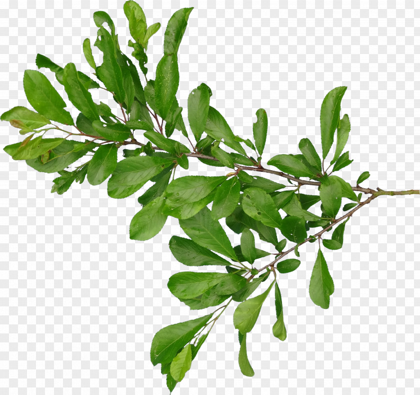 Potted Plant Branch Leaf PNG