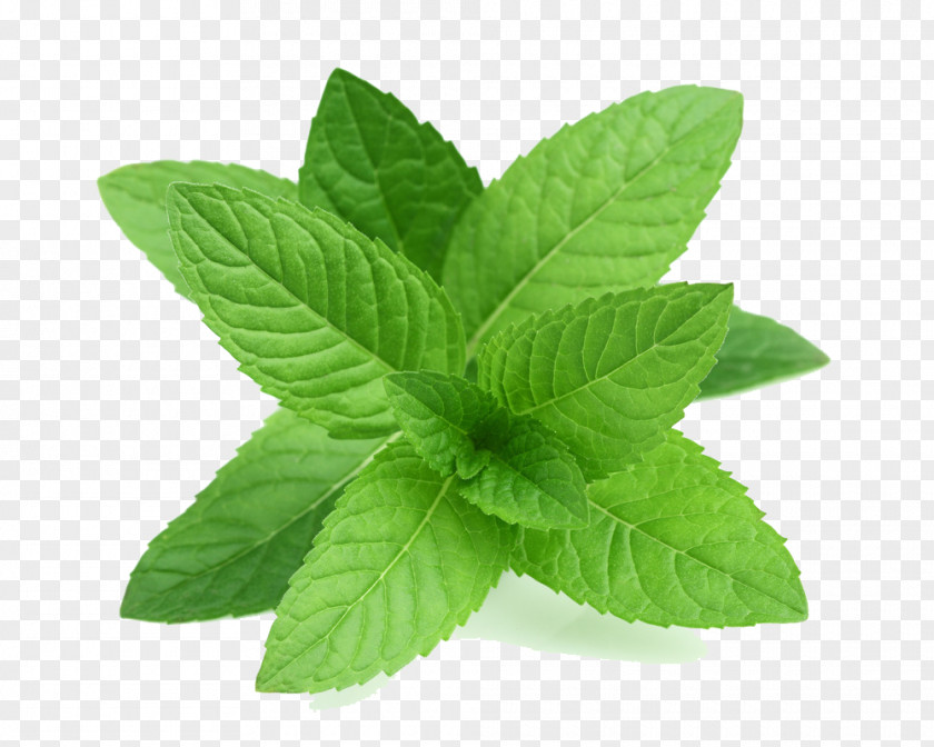 Real Leaves Transparent Peppermint Tea Mentha Spicata Leaf Herb PNG