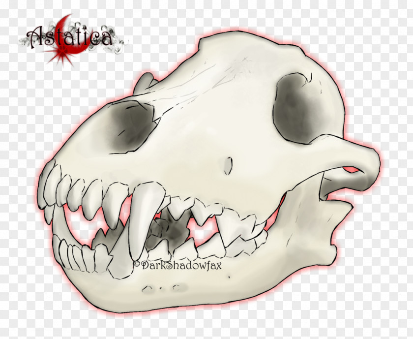 Wolf Skull Snout Jaw Mouth Cartoon PNG