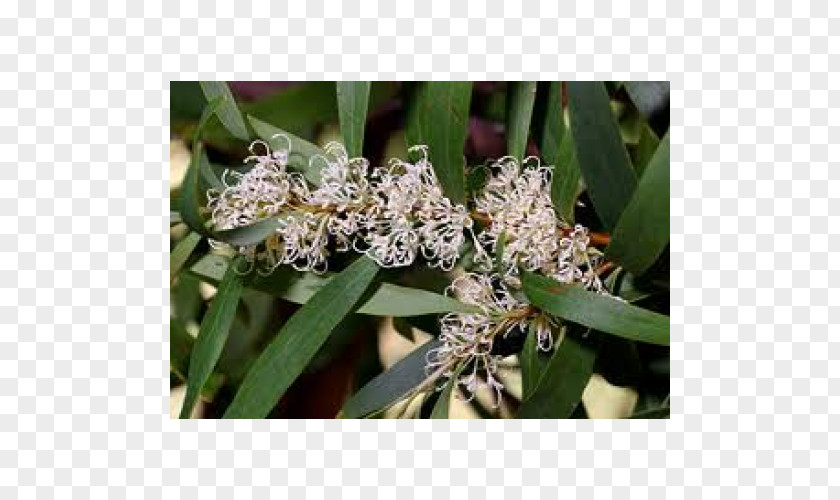 Crepe Myrtles Hakea Salicifolia Willow Tree Shrub PNG